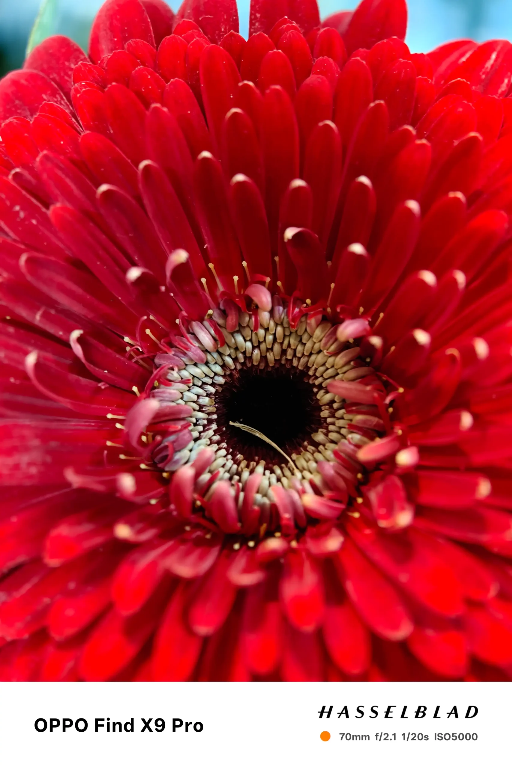 OPPO Find X9 系列登台｜2 億畫素哈蘇長焦、天璣 9500、7500mAh 超強旅拍旗艦 Find X9 Pro 樣張 scaled